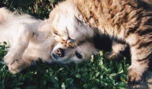 House Cleaning Columbia – Pets and Hygiene House Cleaning Columbia – Pets and Hygiene