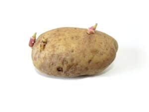 In Praise of the Potato