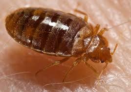 House Cleaning Oakton – Bed Bugs!